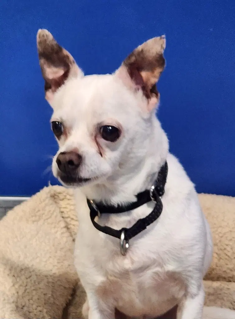 Dexter - Chihuahua