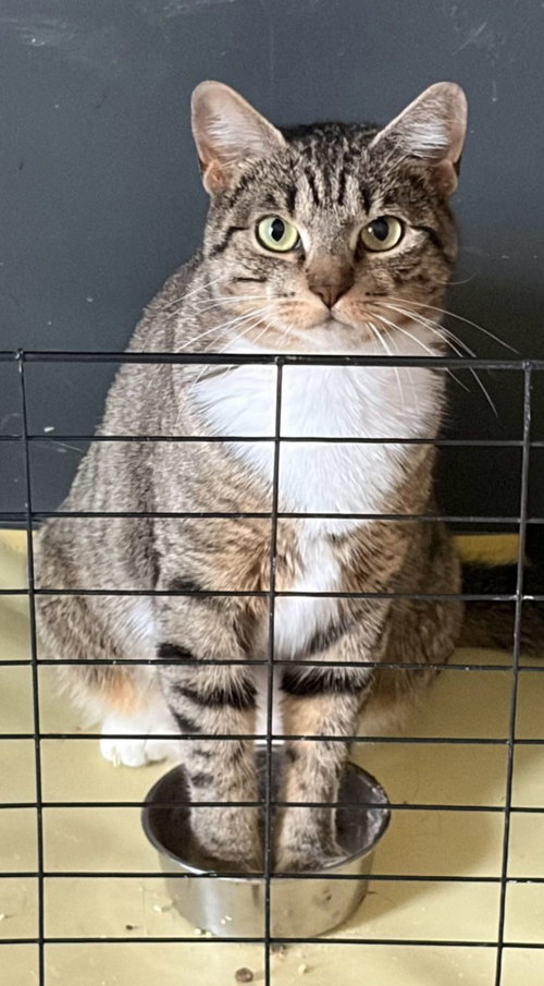 GLADYS - Domestic Short Hair available for adoption