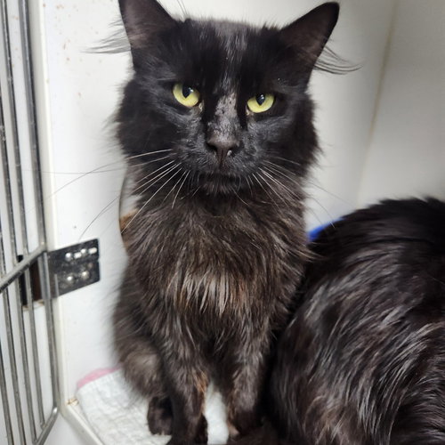 picture of the cat needing adoption