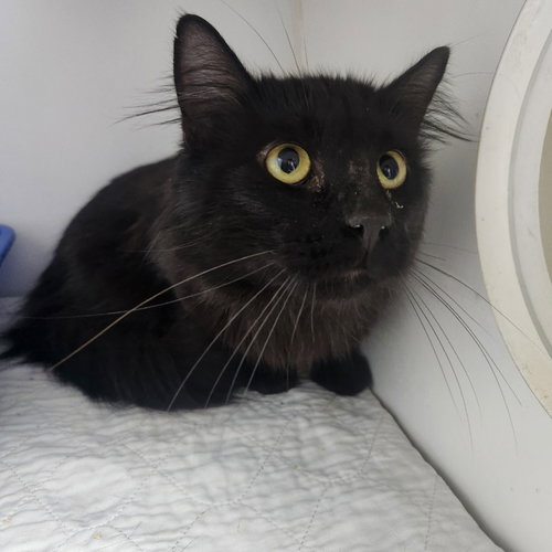 Dracula, Young Domestic Long Hair / Mixed, cat for adoption in Wilkes-Barre, Pennsylvania
