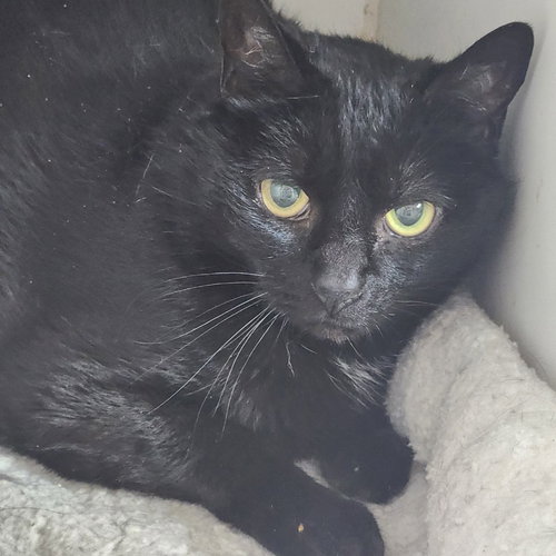 Tex, Adult Domestic Medium Hair / Mixed, cat for adoption in Wilkes-Barre, Pennsylvania