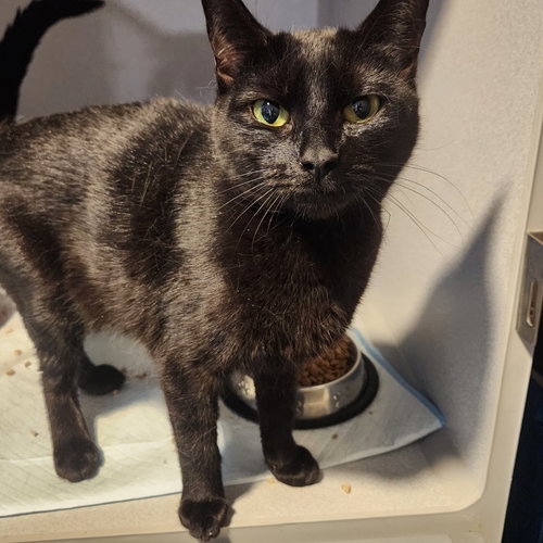 Jinx, Adult Domestic Short Hair / Mixed, cat for adoption in Wilkes-Barre, Pennsylvania