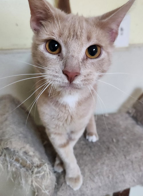 Alpine, Young Domestic Short Hair / Mixed, cat for adoption in Wilkes-Barre, Pennsylvania