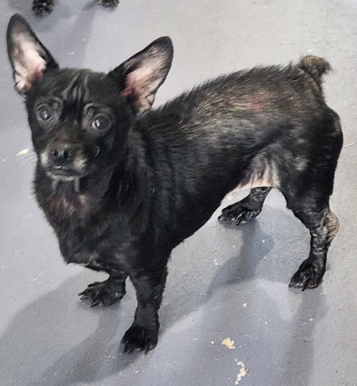 RADAR - Chihuahua for adoption in Allentown