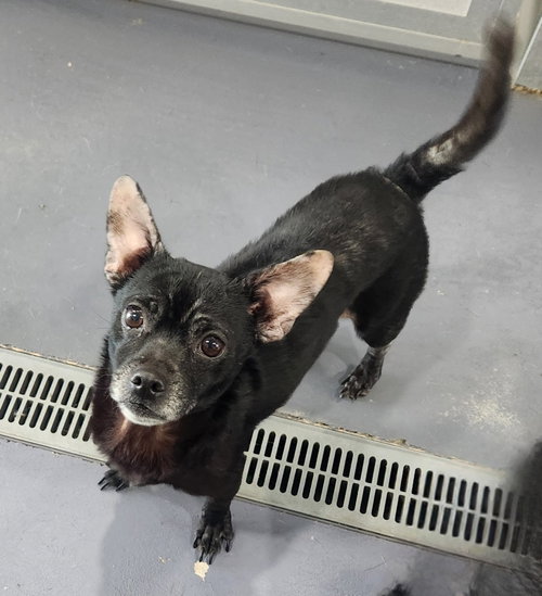Radar, an adoptable Chihuahua in Walnutport, PA