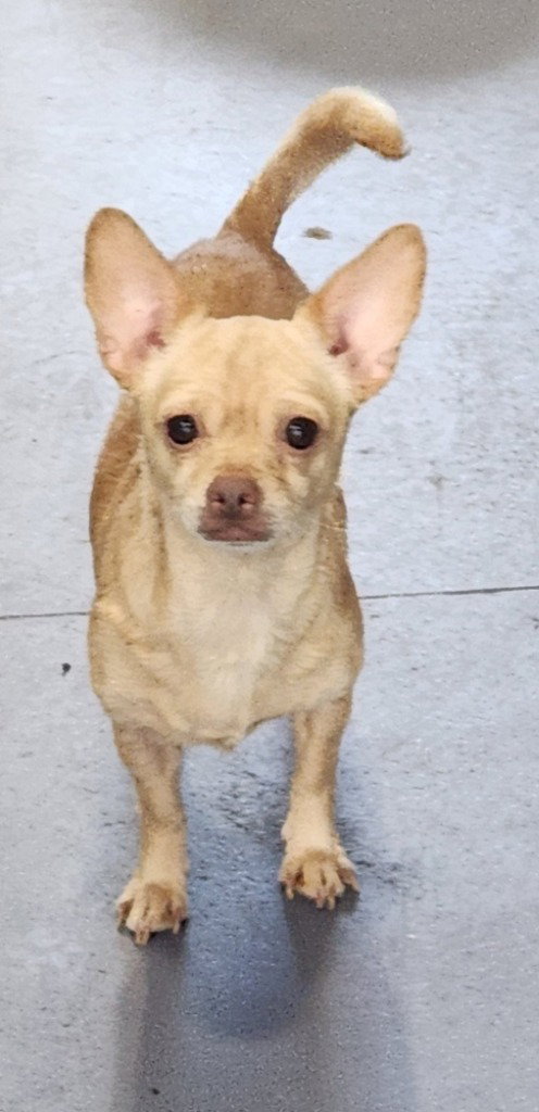 RAIN - Chihuahua for adoption in Allentown