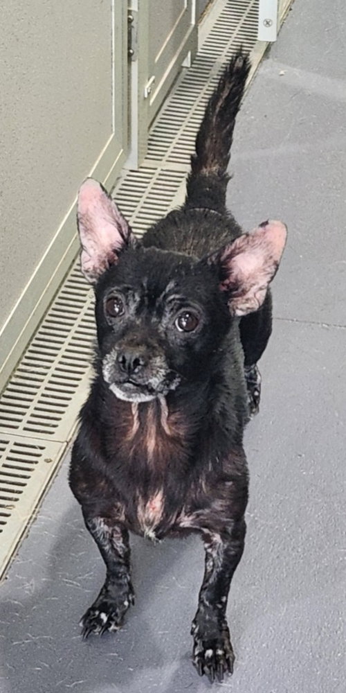 Raven, an adoptable Chihuahua in Walnutport, PA