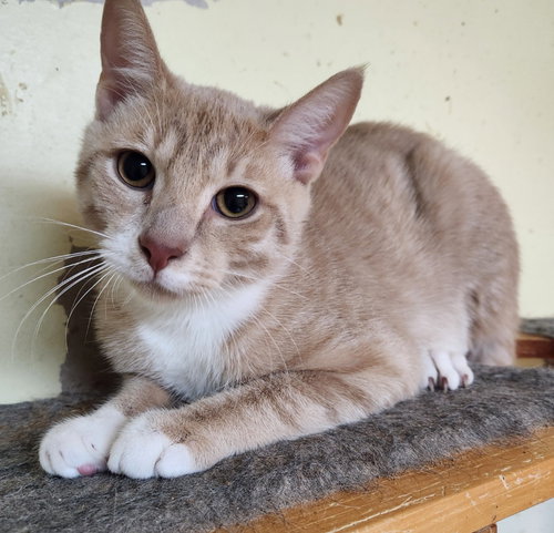 Teddy, Young Domestic Short Hair / Mixed, cat for adoption in Wilkes-Barre, Pennsylvania