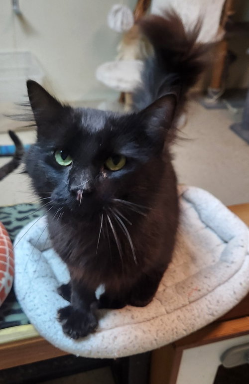 Craig, an adoptable Domestic Long Hair in Walnutport, PA