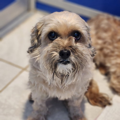 Arthur, an adoptable Shih Tzu in Walnutport, PA