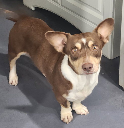 Branson, an adoptable Jack Russell Terrier in Walnutport, PA