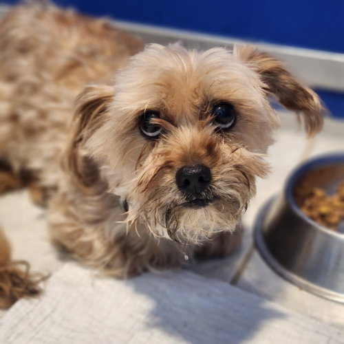 Curly, an adoptable Shih Tzu in Walnutport, PA