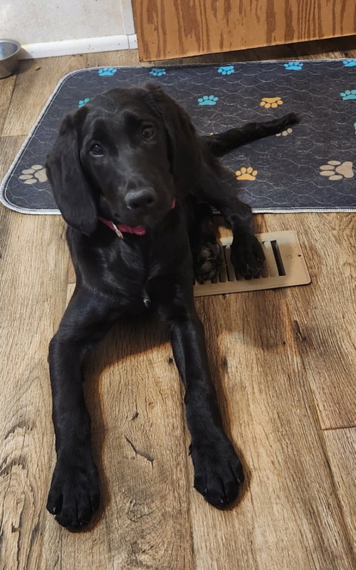 SHEBA - Labrador Retriever / Poodle (unknown type) for adoption in Allentown