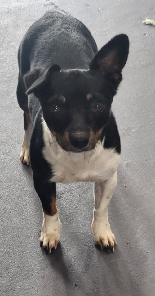 Bayla, an adoptable Jack Russell Terrier in Walnutport, PA