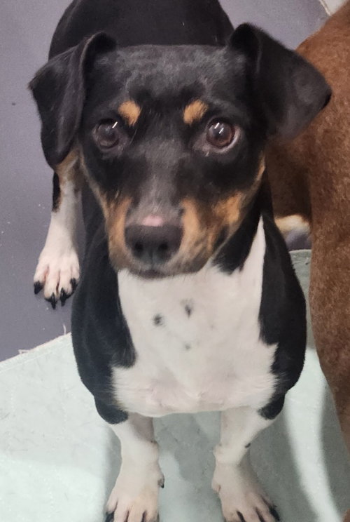 Bianca, an adoptable Jack Russell Terrier in Walnutport, PA