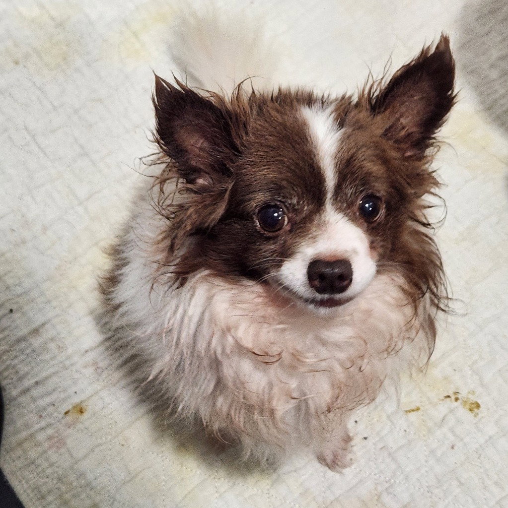 Micky, dog