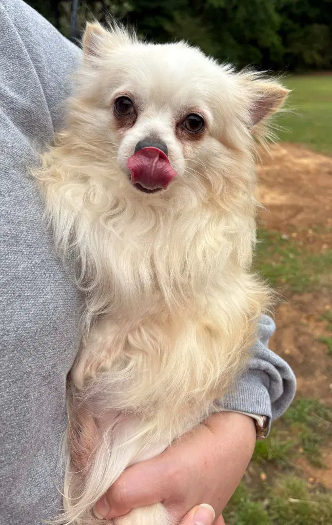 Adam - Chihuahua