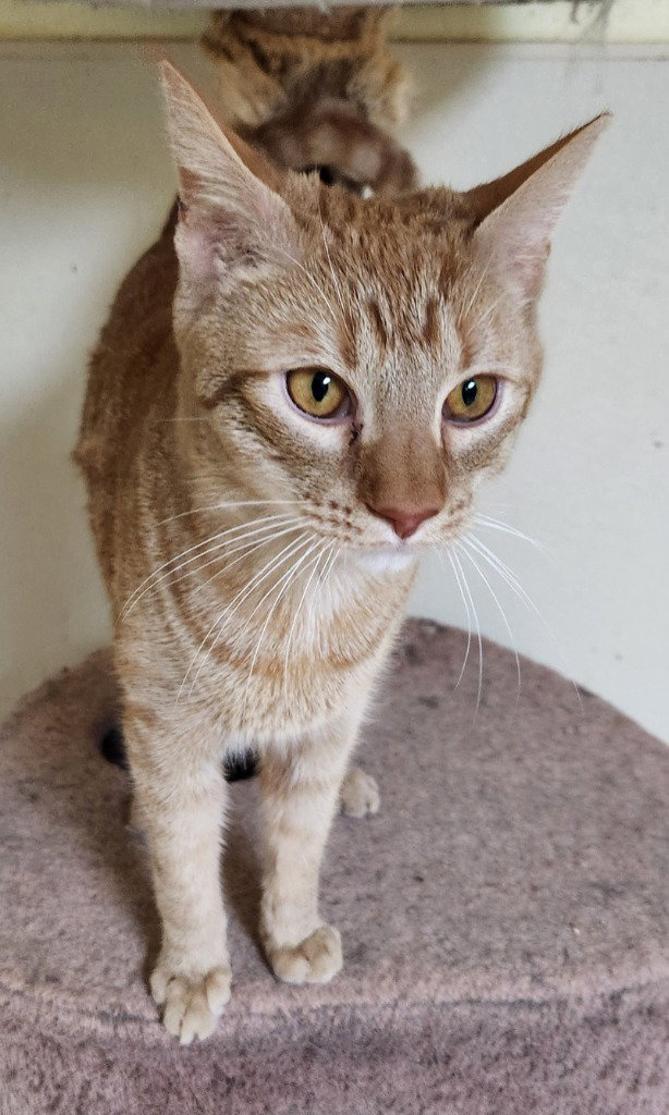 Garfield, cat