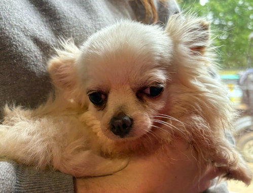 Polly, an adoptable Chihuahua in Walnutport, PA