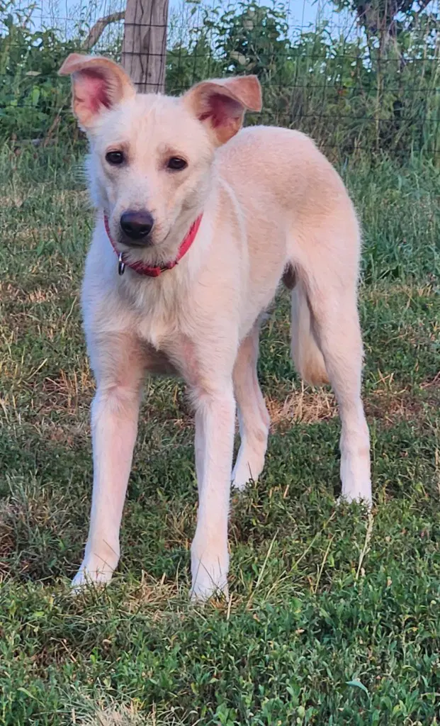 Oliver Snow - Labrador Retriever