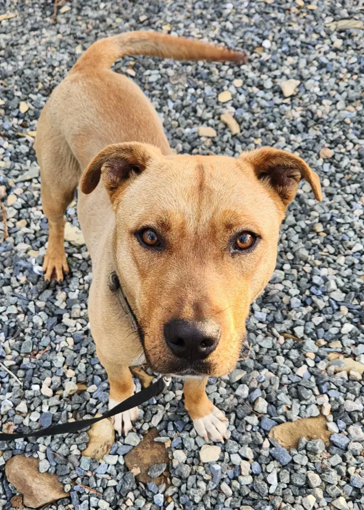 Simba - Pit Bull Terrier