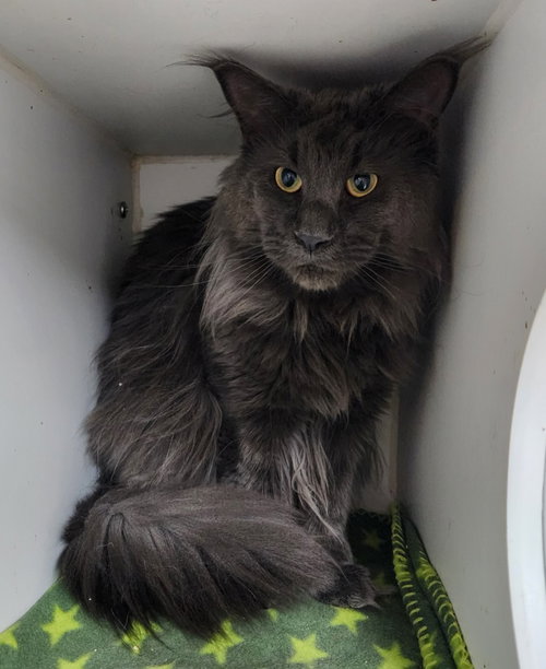 Opey, Adult Maine Coon, cat for adoption in Walnutport, Pennsylvania