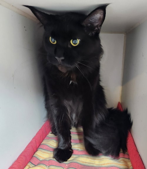 Opal, Adult Maine Coon, cat for adoption in Walnutport, Pennsylvania