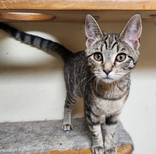 Brie, Baby Domestic Short Hair / Mixed, cat for adoption in Wilkes-Barre, Pennsylvania