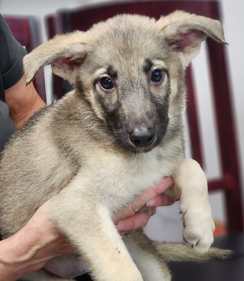 Hattie, an adoptable Shepherd in Walnutport, PA