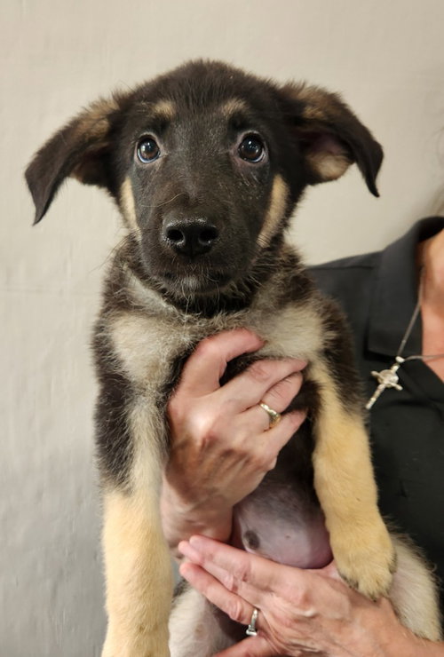 Honor, an adoptable Shepherd in Walnutport, PA
