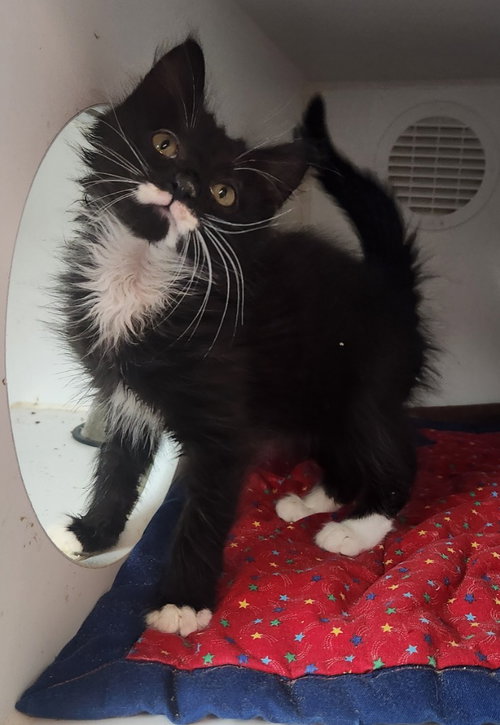 Walter, an adoptable Domestic Medium Hair in Walnutport, PA