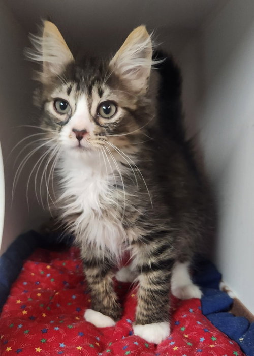 Winston, an adoptable Domestic Medium Hair in Walnutport, PA