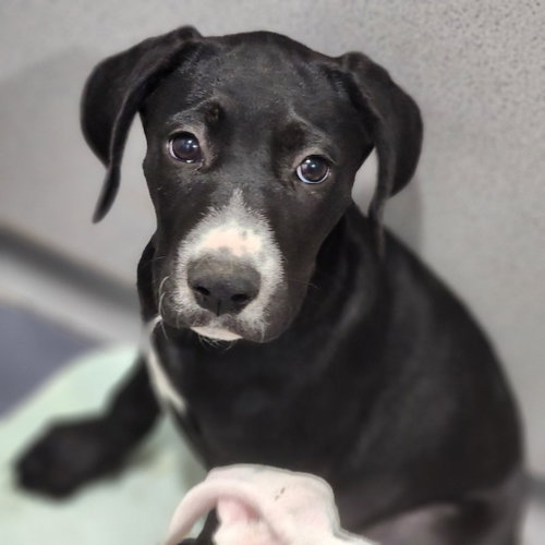 Butter, an adoptable Pit Bull Terrier in Walnutport, PA