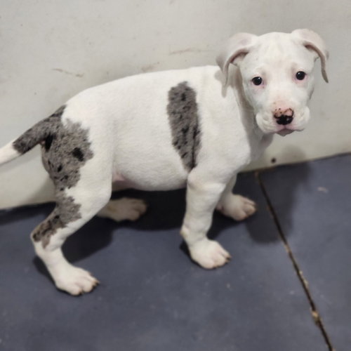 Cloud, an adoptable Pit Bull Terrier in Walnutport, PA