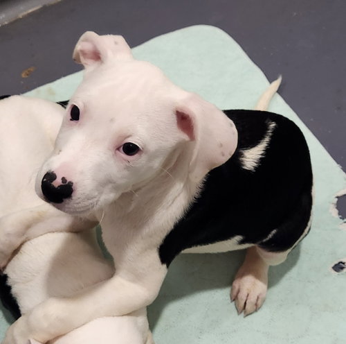 Cow, an adoptable Pit Bull Terrier in Walnutport, PA