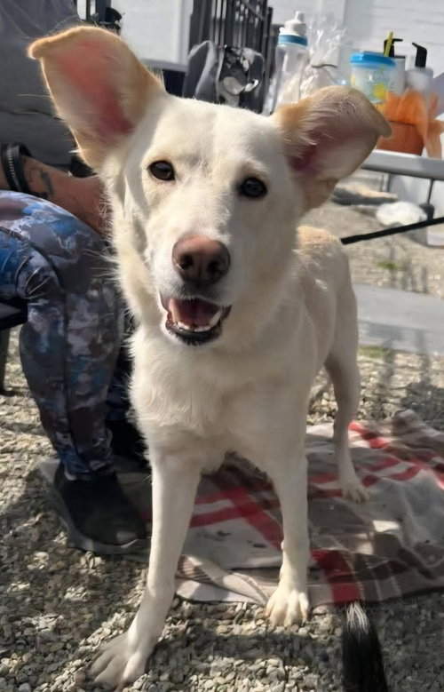 Honey, an adoptable Labrador Retriever in Walnutport, PA