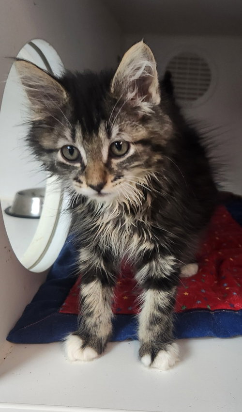 Kayla, an adoptable Domestic Medium Hair in Walnutport, PA