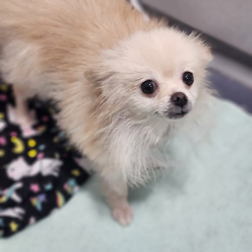 Mimi, an adoptable Pomeranian in Walnutport, PA