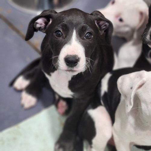 Peanut, an adoptable Pit Bull Terrier in Walnutport, PA