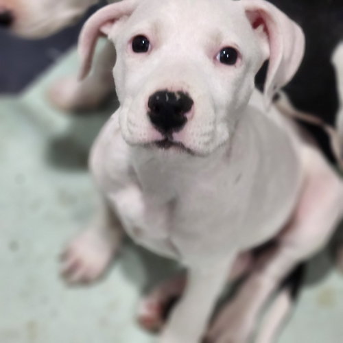 Salfa, an adoptable Pit Bull Terrier in Walnutport, PA