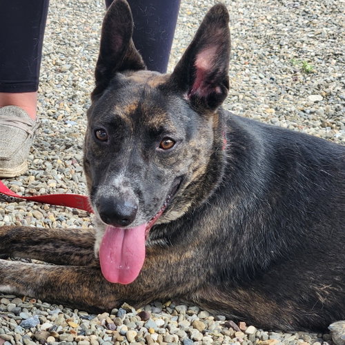 Serena, an adoptable Shepherd in Walnutport, PA