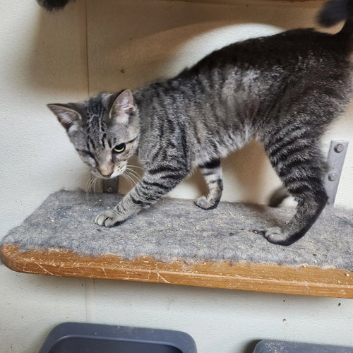Biscuit, a cat for adoption from Furry Feet Rescue Inc.