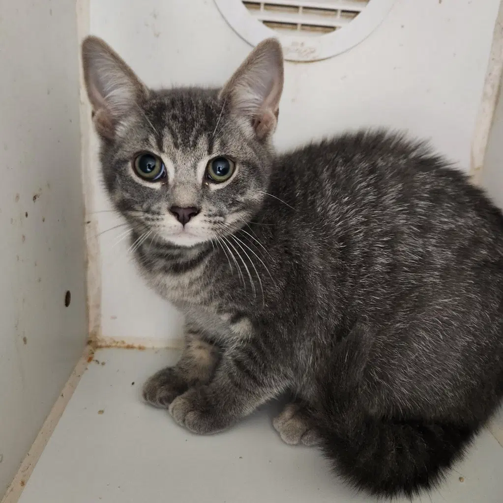 Bandit - Domestic Short Hair