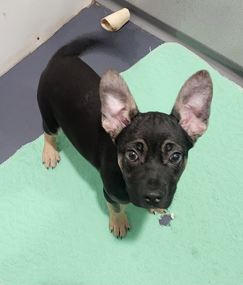 picture of the dog needing adoption
