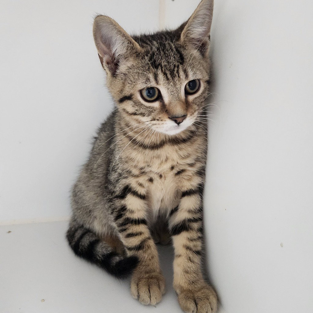 Biscuit, cat
