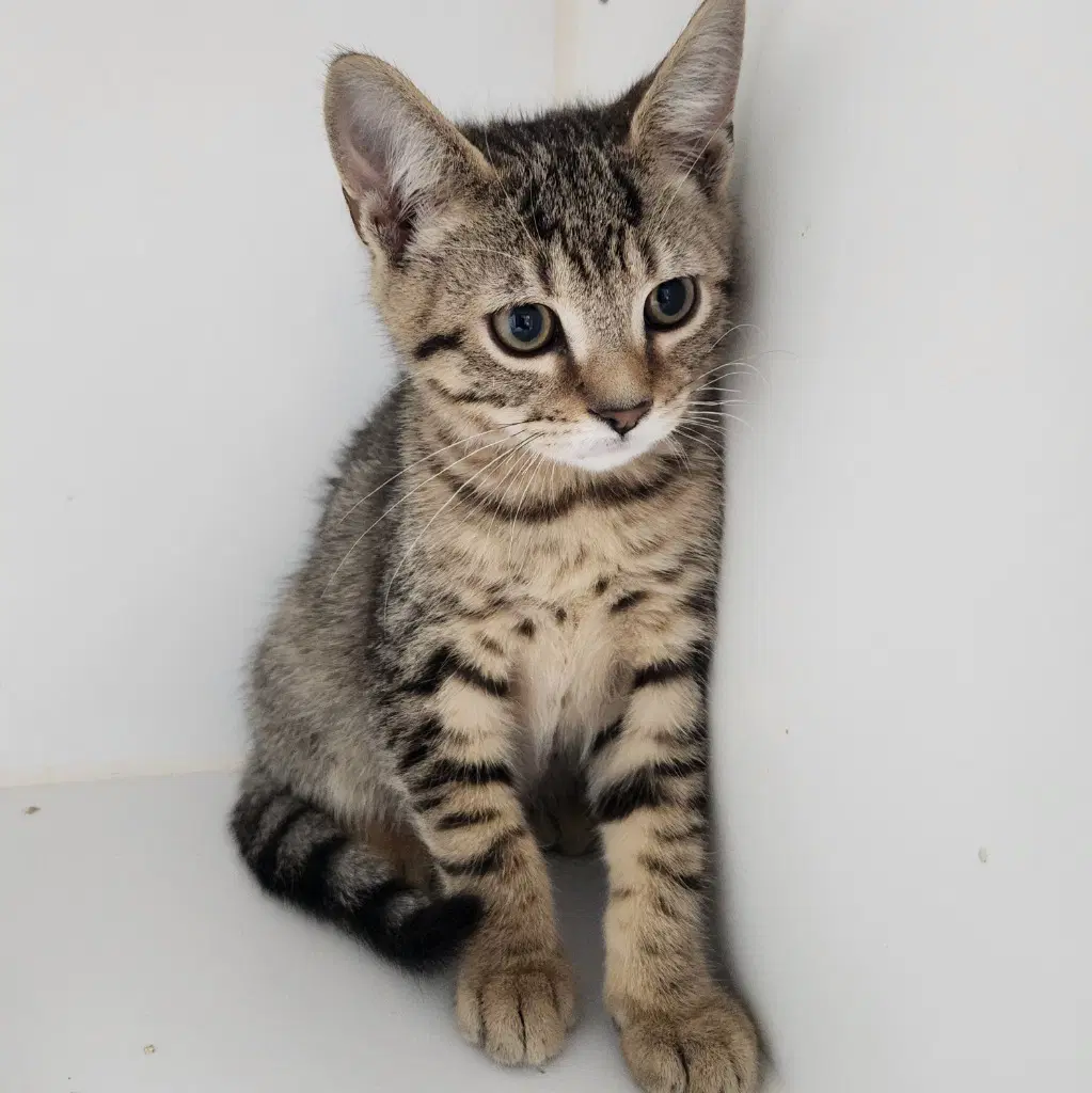 Biscuit - Domestic Short Hair