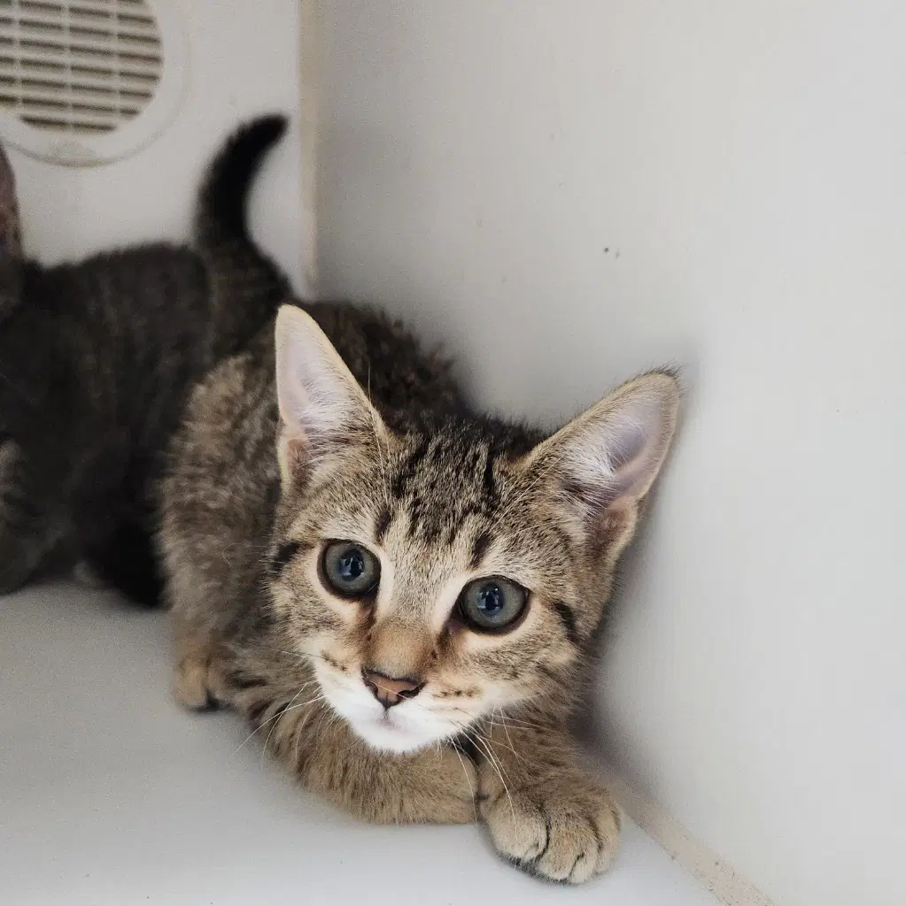 Boomer - Domestic Short Hair