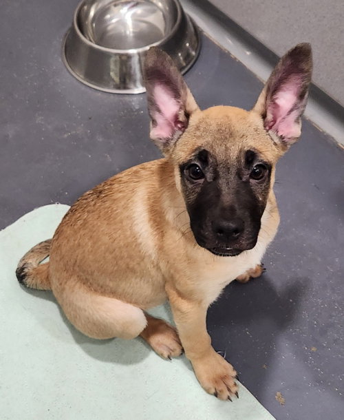picture of the dog needing adoption