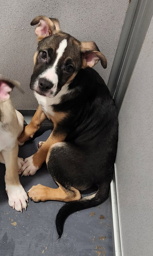 picture of the dog needing adoption