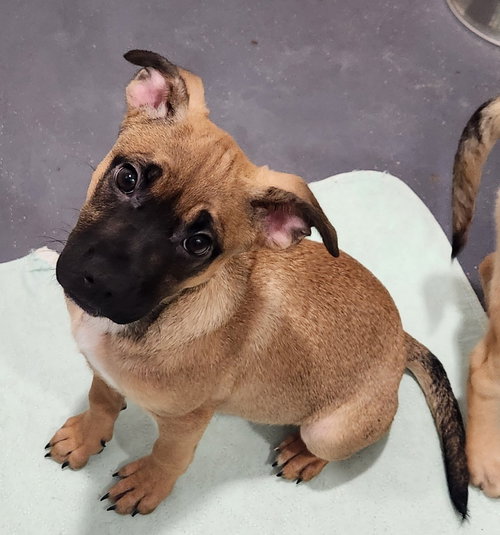picture of the dog needing adoption